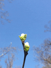 CsaK的gif的gif-spring yawn
