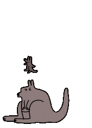 CsaK的gif的gif-kangaroo