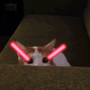 Percolate Galactic的gif的gif-Cat of Doom!