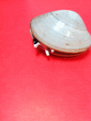水島ひね的gif的gif-貝