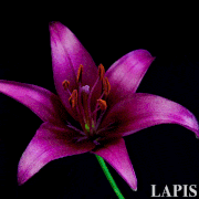 LAPIS - モードシネマグラフ的gif的gif-[No.7]flower [花]　LAPIS - cinemagraphs