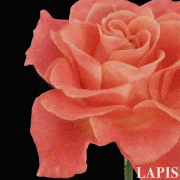 LAPIS - モードシネマグラフ的gif的gif-[No.2]ROSE [薔薇]　LAPIS-cinemagraph-