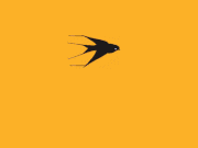 Tony的gif的gif-Swallow