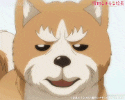 TVアニメ「織田シナモン信長」【公式】的gif的gif-パァッ・・・
