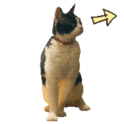 映画「旅猫リポート」【公式】的gif的gif-【ステッカー】あっちあっち！