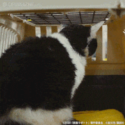 映画「旅猫リポート」【公式】的gif的gif-！