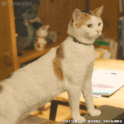 映画「旅猫リポート」【公式】的gif的gif-キリッ