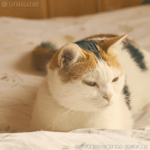 映画「旅猫リポート」【公式】的gif的gif-あ、どうも