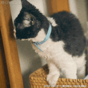 映画「旅猫リポート」【公式】的gif的gif-こっちだよ