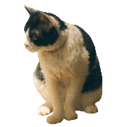 映画「旅猫リポート」【公式】的gif的gif-【ステッカー】あっ！