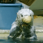 らっこの気持ち的gif的gif-Thank you
