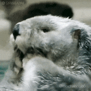 らっこの気持ち的gif的gif-ああああ