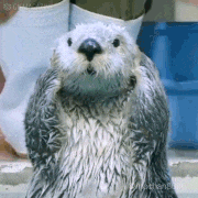 らっこの気持ち的gif的gif-OK