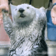 らっこの気持ち的gif的gif-ノリノリ