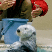 らっこの気持ち的gif的gif-ジャジャーン!