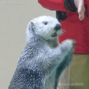 らっこの気持ち的gif的gif-あらま
