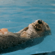 らっこの気持ち的gif的gif-おいしー