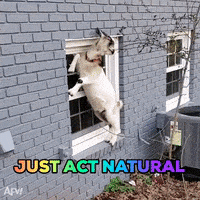 每日GIF(2020-04-30)的gif-Act Natural Greatest Of All Time GIF by America's Funniest Home Videos