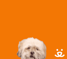 每日GIF(2020-04-30)的gif-Sup Hello GIF by Best Friends Animal Society