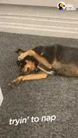 每日GIF(2020-04-30)的gif-Dog Office GIF by The Dodo
