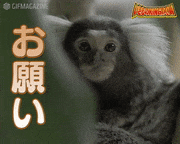 いきものKINGDOM【公式】的gif的gif-お願い