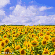 ジフテレビ【フジテレビ公式】的gif的gif-本日7/14は「ひまわりの日」！ 