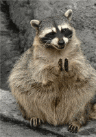 GIFMAGAZINE MEME #6的gif的gif-アライグマが拍手して褒めてくれる