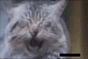GIFMAGAZINE MEME的gif的gif-ネコ部門 縦に開けてから横に広げるテクを持っているネコの演技