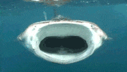 GIFMAGAZINE MEME的gif的gif-水中生物の中で一番大きく口を開けられる魚 ジンベエザメ