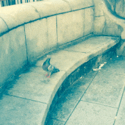 theGIFs 2015的gif的gif-シネマグラフ賞　cine「cinemagraph-鳩」