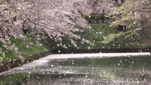 GIFMAGAZINE MEME的gif的gif-スマホでお花見スポット 七選　1/7