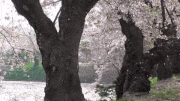 GIFMAGAZINE MEME的gif的gif-スマホでお花見スポット 七選　4/7