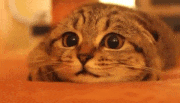 GIFMAGAZINE MEME的gif的gif-「うわっ」