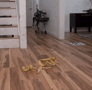 GIFMAGAZINE MEME的gif的gif-バナナの皮で滑って転ぶロボット