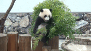 GIFMAGAZINE MEME的gif的gif-夢中で笹の葉を食べてたら転んでしまったパンダ