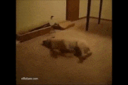 GIFMAGAZINE MEME的gif的gif-夢の中で駆け回る犬