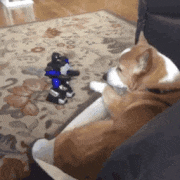 GIFMAGAZINE MEME的gif的gif-犬と仲が悪いROBOT