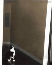 GIFMAGAZINE MEME的gif的gif-まじか!? 猫がキャトルミューティレーションされる