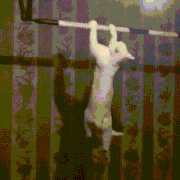 GIFMAGAZINE MEME的gif的gif-No.1 筋トレをする猫