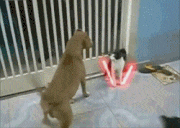 GIFMAGAZINE MEME的gif的gif-No.3 ジェダイマスター NEKO