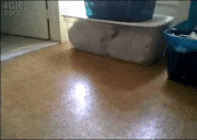 GIFMAGAZINE MEME的gif的gif-No.2 物と物の角や隙間がぴったりあってないと気が済まない猫
