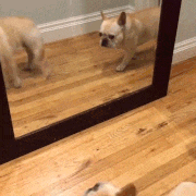 GIFMAGAZINE MEME的gif的gif-鏡に映る自分の姿に驚く小型犬