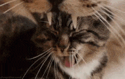GIFMAGAZINE MEME的gif的gif-猫が口を開けると、その口からまた猫が。