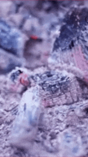 たき火的gif的gif-また、たき火しようね。