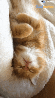 每日GIF(2020-05-02)的gif-Cute GIF by The Dodo