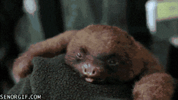 每日GIF(2020-05-02)的gif-Tired Sloth GIF by Cheezburger
