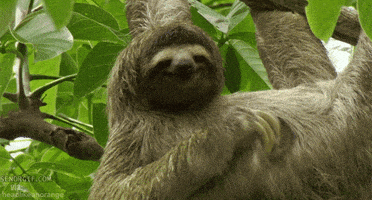 每日GIF(2020-05-02)的gif-Sloth Scratch GIF by Cheezburger
