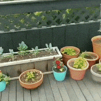 每日GIF(2020-05-03)的gif-Happy Dog GIF by JustViral