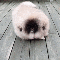 每日GIF(2020-05-03)的gif-Dog Bouncing GIF by JustViral