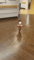 每日GIF(2020-05-03)的gif-Happy Dog GIF by JustViral